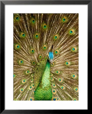 Peacock Displaying Feathers by Lisa S. Engelbrecht Pricing Limited Edition Print image