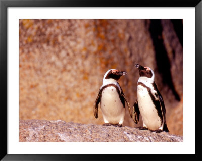 Jackass Penguins, Simons Town, South Africa by Claudia Adams Pricing Limited Edition Print image