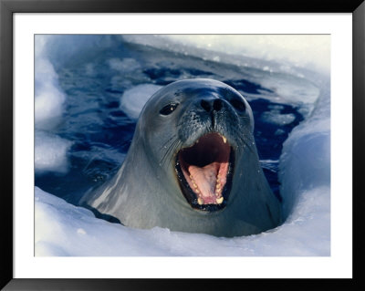 Weddell Seal (Laptonychotes Weddellii), Antarctica, Antarctica by Chester Jonathan Pricing Limited Edition Print image