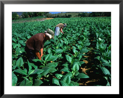 Tobacco Workers, Vinales, Pinar Del Rio, Cuba by Shannon Nace Pricing Limited Edition Print image