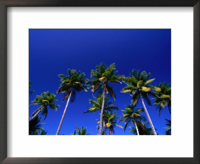 Tropical Trees In Guanica, Guanica, Puerto Rico by Alfredo Maiquez Pricing Limited Edition Print image