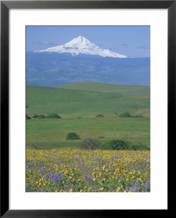 Field Of Arrowleaf Balsamroot And Lupine, Washington, Usa by Janis Miglavs Pricing Limited Edition Print image