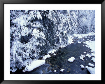 Fresh Snow On Denny Creek, Seattle, Washington, Usa by William Sutton Pricing Limited Edition Print image