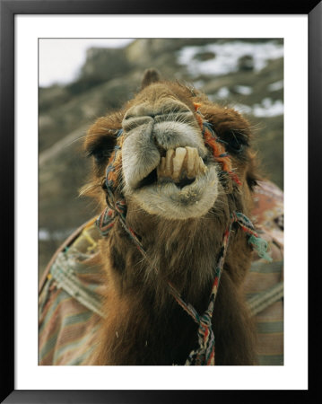 Camel Displays Its Teeth by Tim Laman Pricing Limited Edition Print image