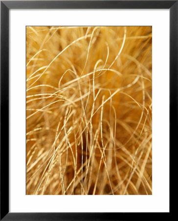 Pennisetum Aloep Grasses, Close-Up Of Dried Grasses, November by Susie Mccaffrey Pricing Limited Edition Print image