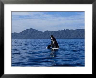 Grey Whale, Juvenile Breaching, Magdalena Bay by Gerard Soury Pricing Limited Edition Print image