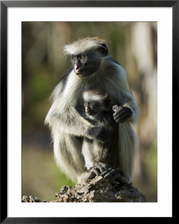 Zanzibar Red Colobus, Female With Infant, Zanzibar by Mike Powles Pricing Limited Edition Print image