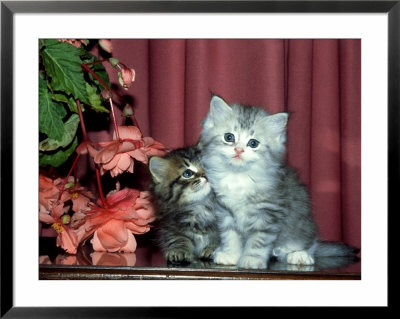 6 Week Old Kittens by David Tipling Pricing Limited Edition Print image