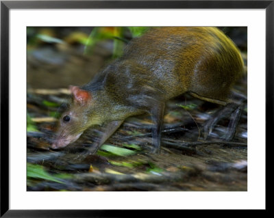 Central American Agouti, Running Through Rainforest, Costa Rica by Roy Toft Pricing Limited Edition Print image