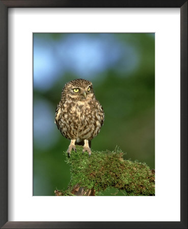 Little Owl, Perched On Mossy Branch, Uk by Mark Hamblin Pricing Limited Edition Print image