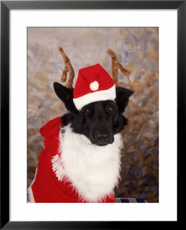 Black Dog Dressed Up As Santa Claus by Jeff Dunn Pricing Limited Edition Print image