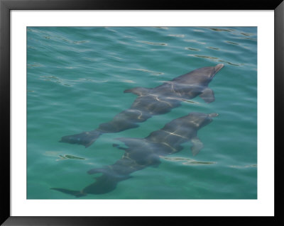 Dolphin Swimming, Mexico - Mayan Riviera by Keith Levit Pricing Limited Edition Print image