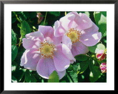 Rosa Woodsii (Species Rose), Pale Pink Flower In Sunshine by Mark Bolton Pricing Limited Edition Print image