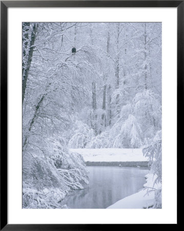An American Bald Eagle Perched In A Snow-Covered Forest Near A Stream by Klaus Nigge Pricing Limited Edition Print image