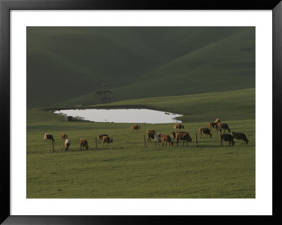 Grazing Cattle Near A Small Pond by Sam Abell Pricing Limited Edition Print image