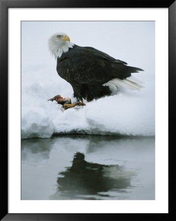 An American Bald Eagle Feeds On A Fish by Klaus Nigge Pricing Limited Edition Print image