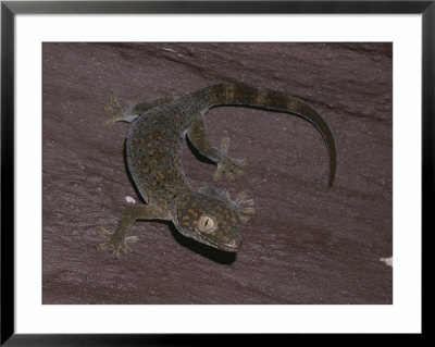 Tokay Gecko Climbing Wall by Jason Edwards Pricing Limited Edition Print image