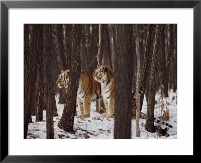 Two Siberian Tigers Survey The Countryside by Dr. Maurice G. Hornocker Pricing Limited Edition Print image