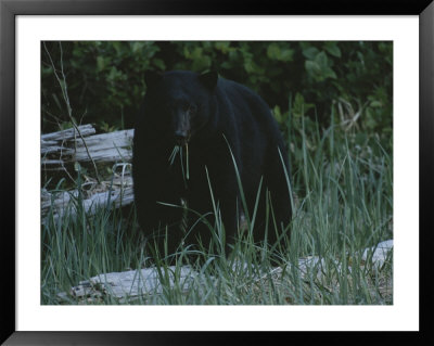 A Close View Of A Black Bear Standing In Tall Grasses Near A Log by Joel Sartore Pricing Limited Edition Print image