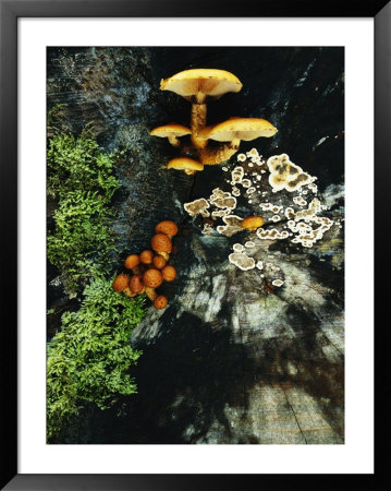 Close View Of Mushrooms And Other Fungi by Norbert Rosing Pricing Limited Edition Print image