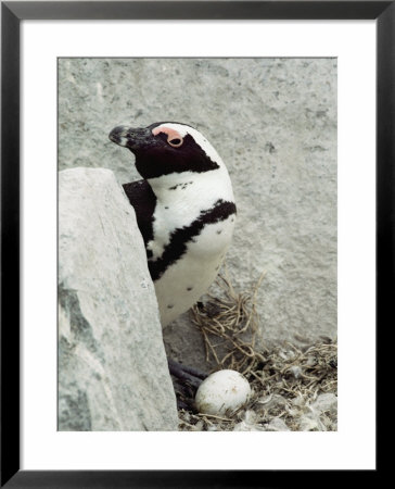 Close View Of A Jackass Penguin And Egg by Kenneth Garrett Pricing Limited Edition Print image