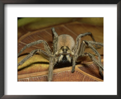 Wolf Spider, Ocala National Forest, Florida by David M. Dennis Pricing Limited Edition Print image