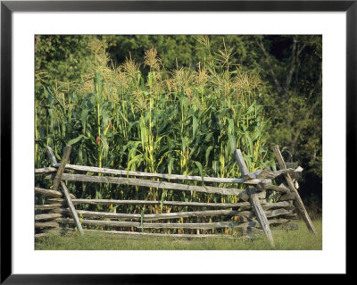 A Cornfield In Fort Frederick State Park by Raymond Gehman Pricing Limited Edition Print image