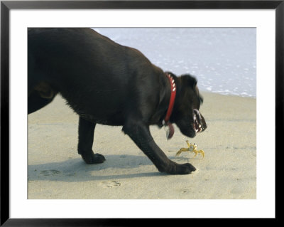Dog And A Crab Threaten Each Other On A Beach Near Duck by Stephen Alvarez Pricing Limited Edition Print image
