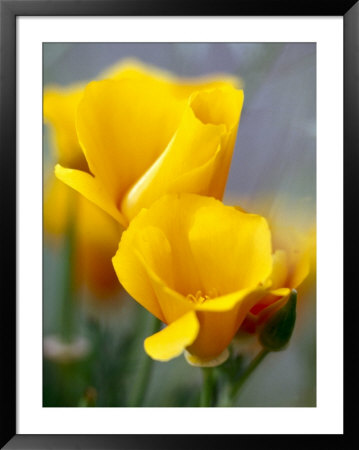 Poppies, Antelope Valley, California, Usa by Terry Eggers Pricing Limited Edition Print image