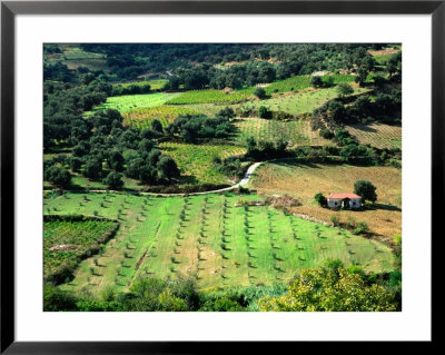 Aerial Of Farmland, Crete, Greece by John Elk Iii Pricing Limited Edition Print image
