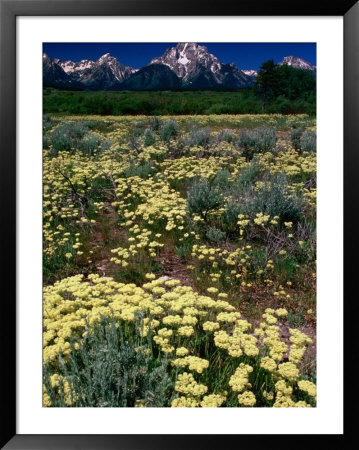 Wildflowers In Summer With Mountains In Distance, Grand Teton National Park, Usa by Carol Polich Pricing Limited Edition Print image