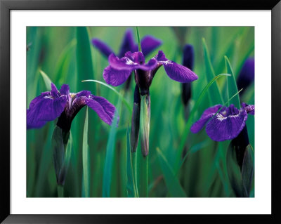 Wild Iris On Knight Island, Alaska, Usa by Darrell Gulin Pricing Limited Edition Print image