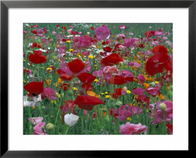 Shirley Mixed And California Poppy Field In Sequim, Washington, Usa by Jamie & Judy Wild Pricing Limited Edition Print image