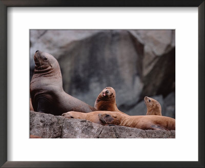 Steller's Sea Lion, Kenai Fjords, Alaska, Usa by Dee Ann Pederson Pricing Limited Edition Print image