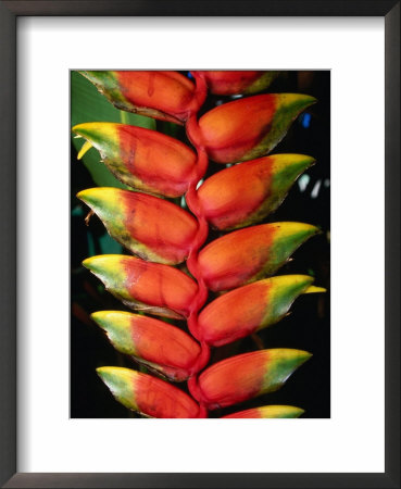 Detail Of Hawaiian Heliconia (Heliconia Caribaea), Hilo, Usa by John Elk Iii Pricing Limited Edition Print image