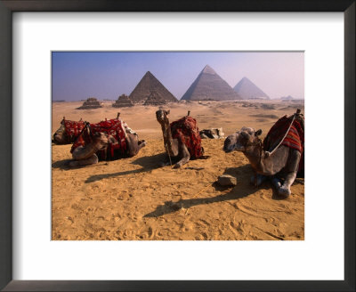 Camels Resting With Pyramids In Background, Giza, Egypt by Mason Florence Pricing Limited Edition Print image