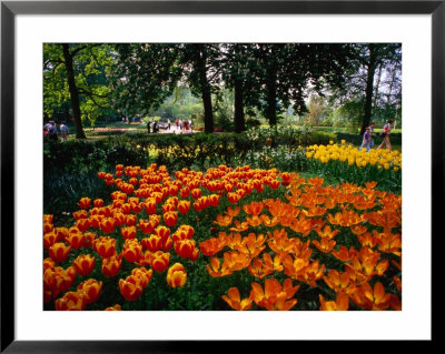 Tulips In Bloom At Keukenhof Gardens, Leiden, Netherlands by John Elk Iii Pricing Limited Edition Print image