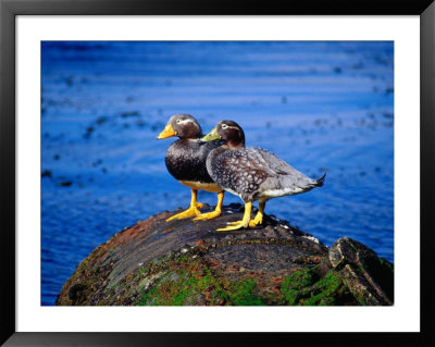 Two Flightless Steamer Ducks On Relic, San Carlos, East Falkland, Falkland Islands by Tony Wheeler Pricing Limited Edition Print image