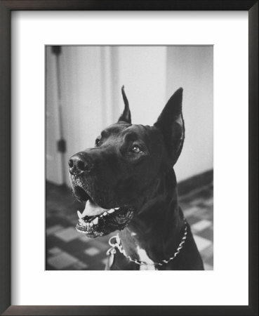 Great Dane Belonging To Governor William Stratton by Robert W. Kelley Pricing Limited Edition Print image