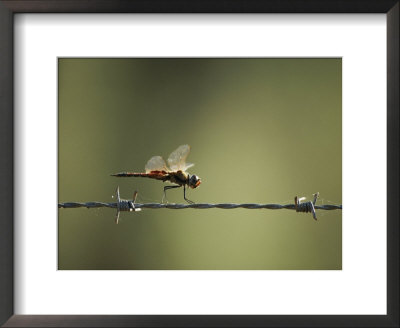 A Diplacodes Dragonfly Lands On A Piece Of Barbed Wire by Jason Edwards Pricing Limited Edition Print image
