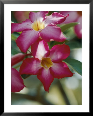 Close View Of A Tree Blossom by Steve Raymer Pricing Limited Edition Print image