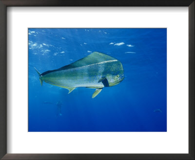A Dolphin Fish Swims Near The Surface Of The Ocean by Brian J. Skerry Pricing Limited Edition Print image