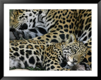 A Jaguar And Cub Relax by Steve Winter Pricing Limited Edition Print image