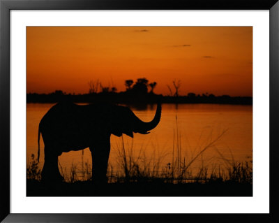 African Elephant Silhouetted In The Water At Dusk by Beverly Joubert Pricing Limited Edition Print image
