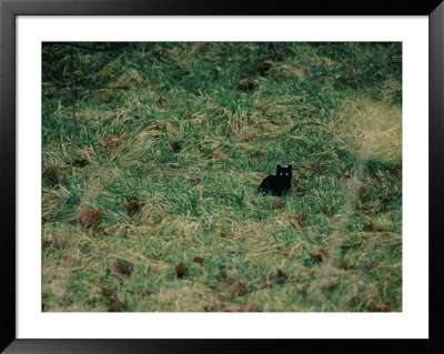 A Black Cat by Stephen Alvarez Pricing Limited Edition Print image