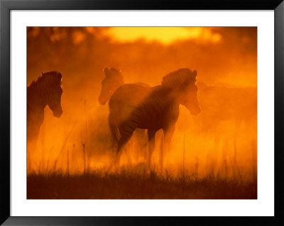 A Group Of Zebras Stand In A Dust Cloud Colored Gold By The Low Sunlight by Beverly Joubert Pricing Limited Edition Print image