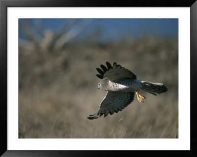 A Northern Harrier Hawk In Flight by Roy Toft Pricing Limited Edition Print image