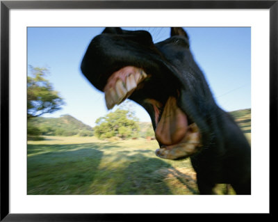 A Close View Of A Yawning Horses Wide Open Mouth by Rich Reid Pricing Limited Edition Print image