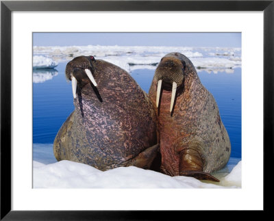 Two Atlantic Walrus Bulls Rest On Drifting Pack Ice by Paul Nicklen Pricing Limited Edition Print image