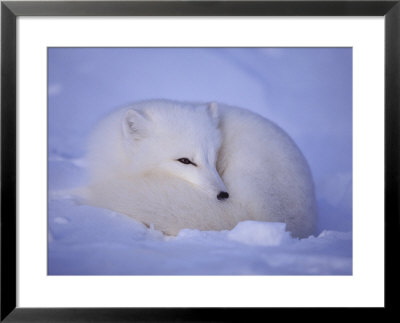 An Arctic Fox Rests In The Snow by Paul Nicklen Pricing Limited Edition Print image